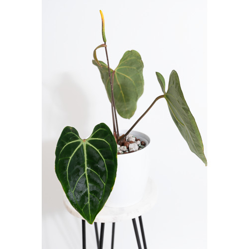Anthurium besseae aff