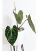 Anthurium besseae aff