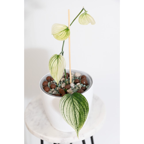 Scindapsus white monster
