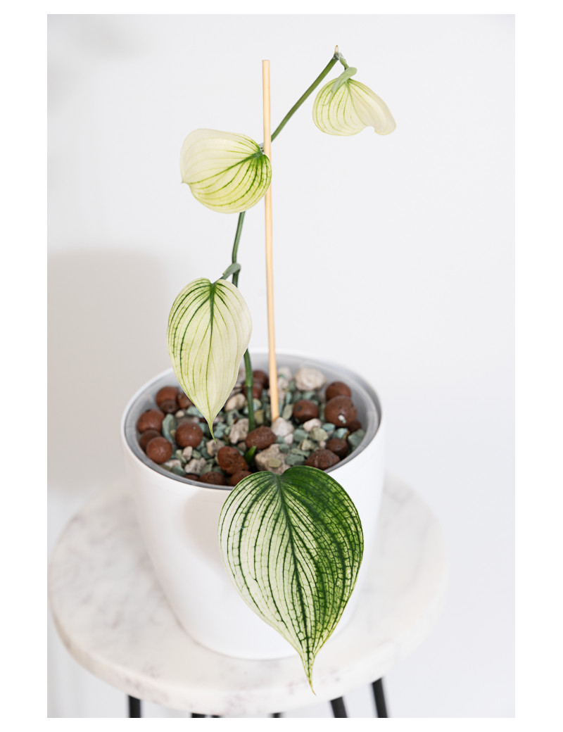 Scindapsus white monster