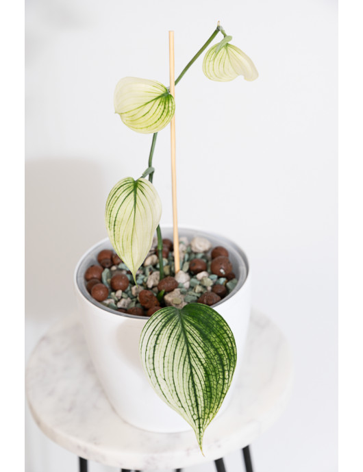 Scindapsus white monster