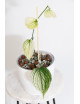 Scindapsus white monster