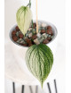 Scindapsus white monster