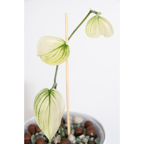 Scindapsus white monster