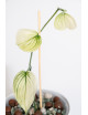 Scindapsus white monster