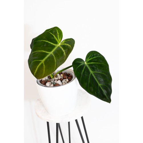 Philodendron luxurians