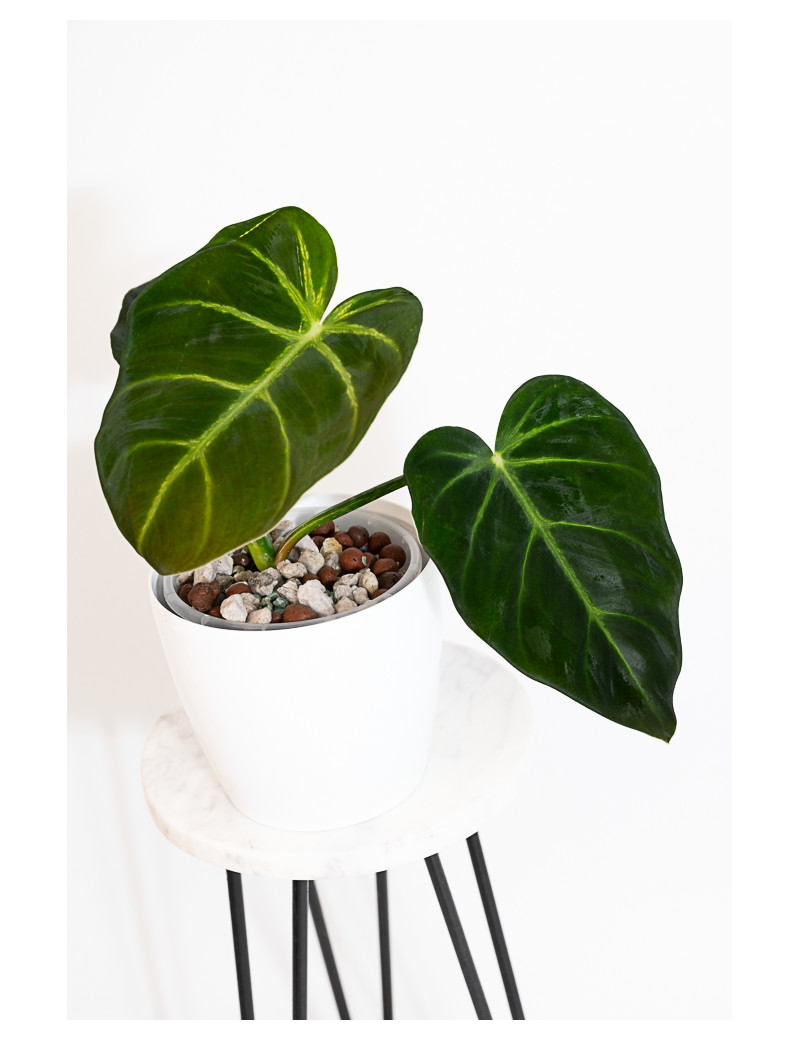 Philodendron luxurians