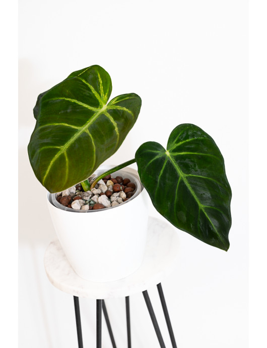 Philodendron luxurians