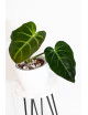 Philodendron luxurians