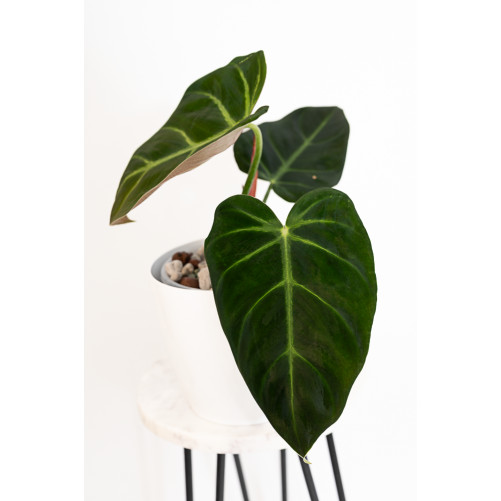 Philodendron luxurians