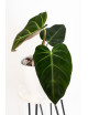 Philodendron luxurians