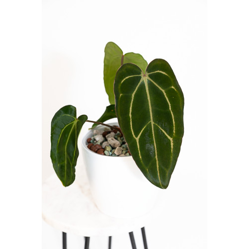 Anthurium carlablackiae
