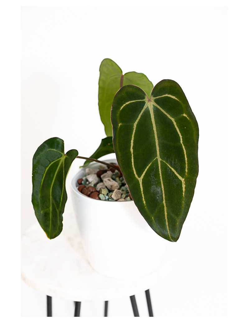 Anthurium carlablackiae