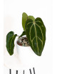 Anthurium carlablackiae