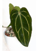 Anthurium carlablackiae