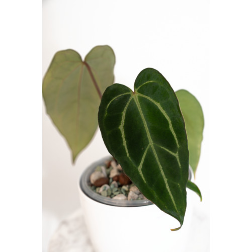Anthurium carlablackiae