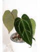Anthurium carlablackiae
