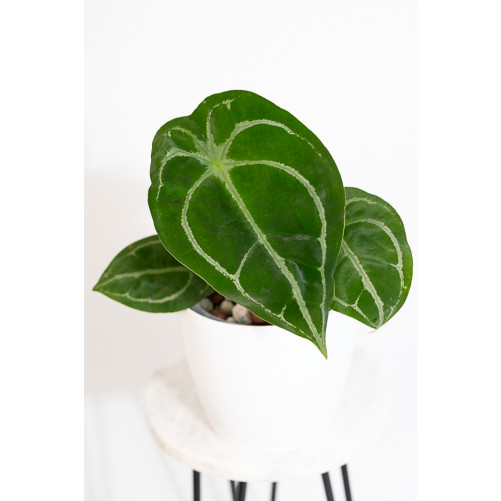 Anthurium forgetii