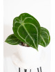 Anthurium forgetii