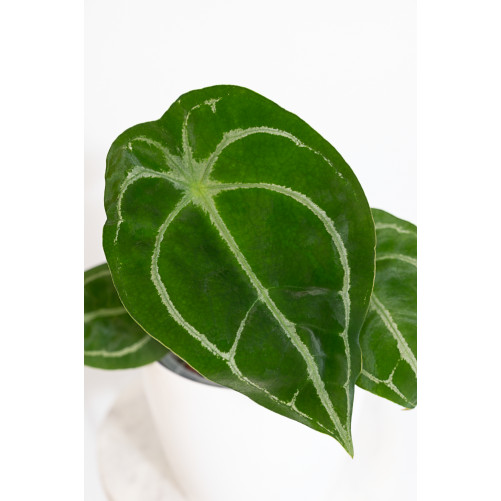 Anthurium forgetii