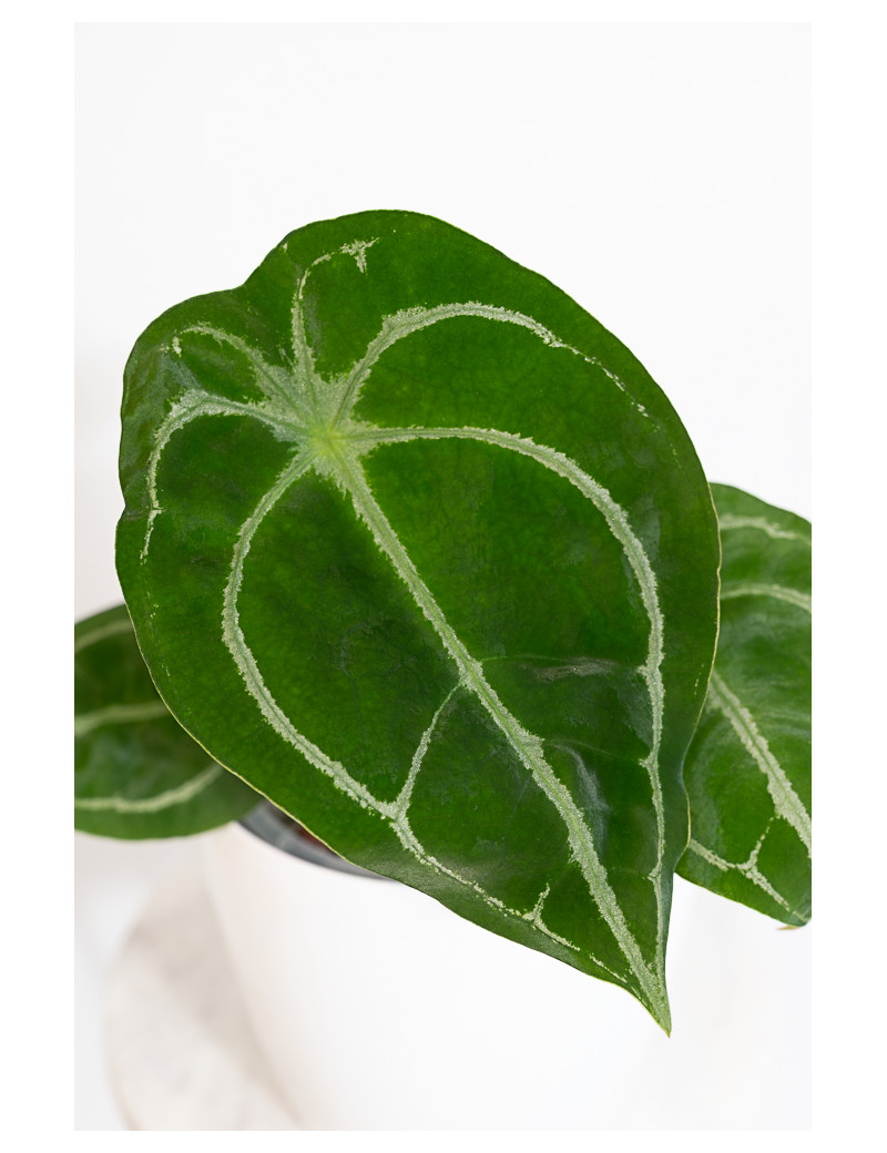 Anthurium forgetii