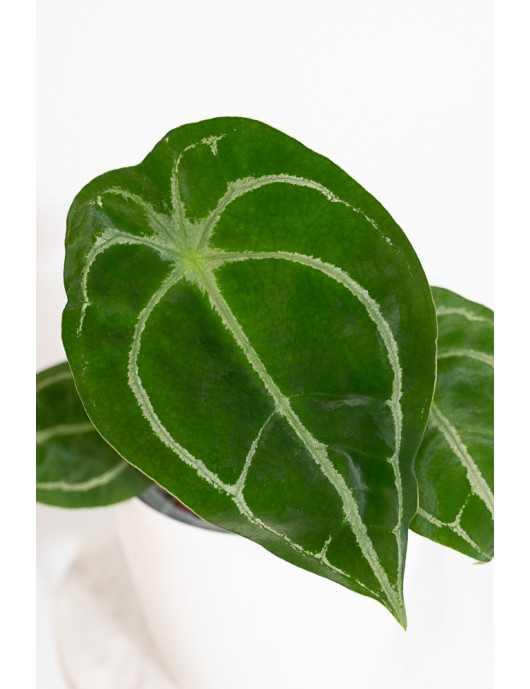Anthurium forgetii