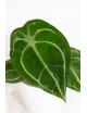 Anthurium forgetii
