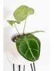 Anthurium forgetii