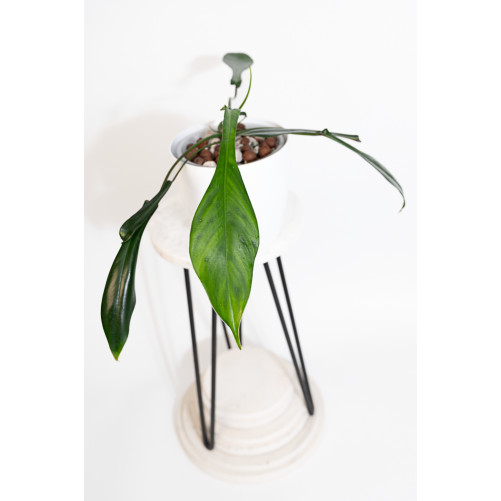 Philodendron joepii