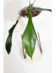 Philodendron joepii