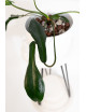 Philodendron joepii