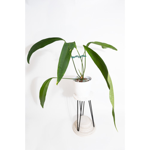 Anthurium coriaceum velvety