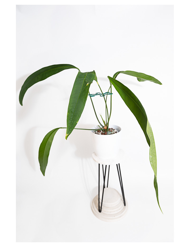 Anthurium coriaceum velvety