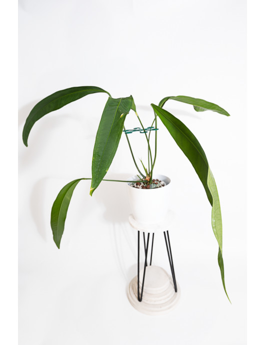 Anthurium coriaceum velvety