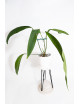 Anthurium coriaceum velvety