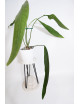 Anthurium coriaceum velvety