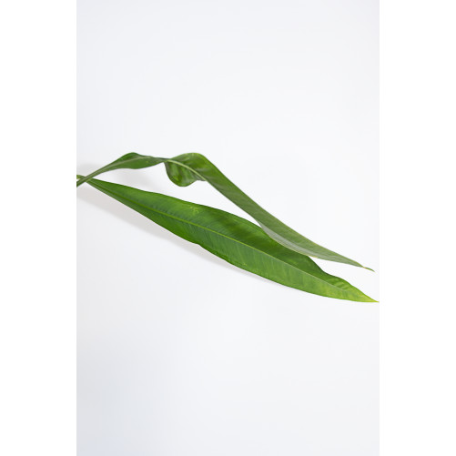 Anthurium coriaceum velvety