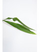 Anthurium coriaceum velvety
