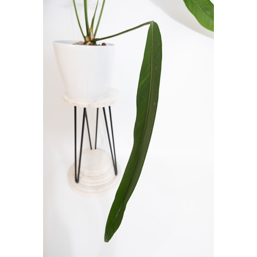 Anthurium coriaceum velvety