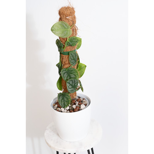 Monstera dubia