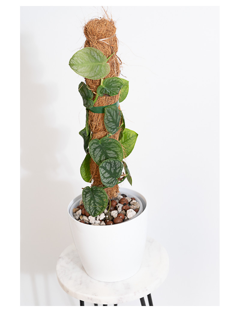 Monstera dubia