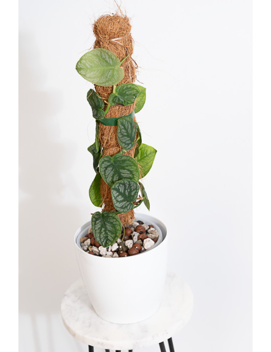 Monstera dubia