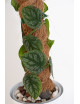 Monstera dubia