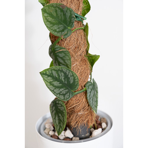 Monstera dubia