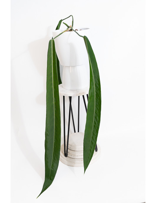 Anthurium pallidiflorum -
