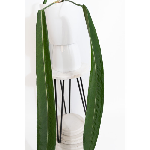 Anthurium pallidiflorum -