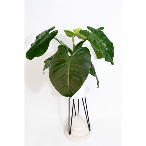 Philodendron atratum