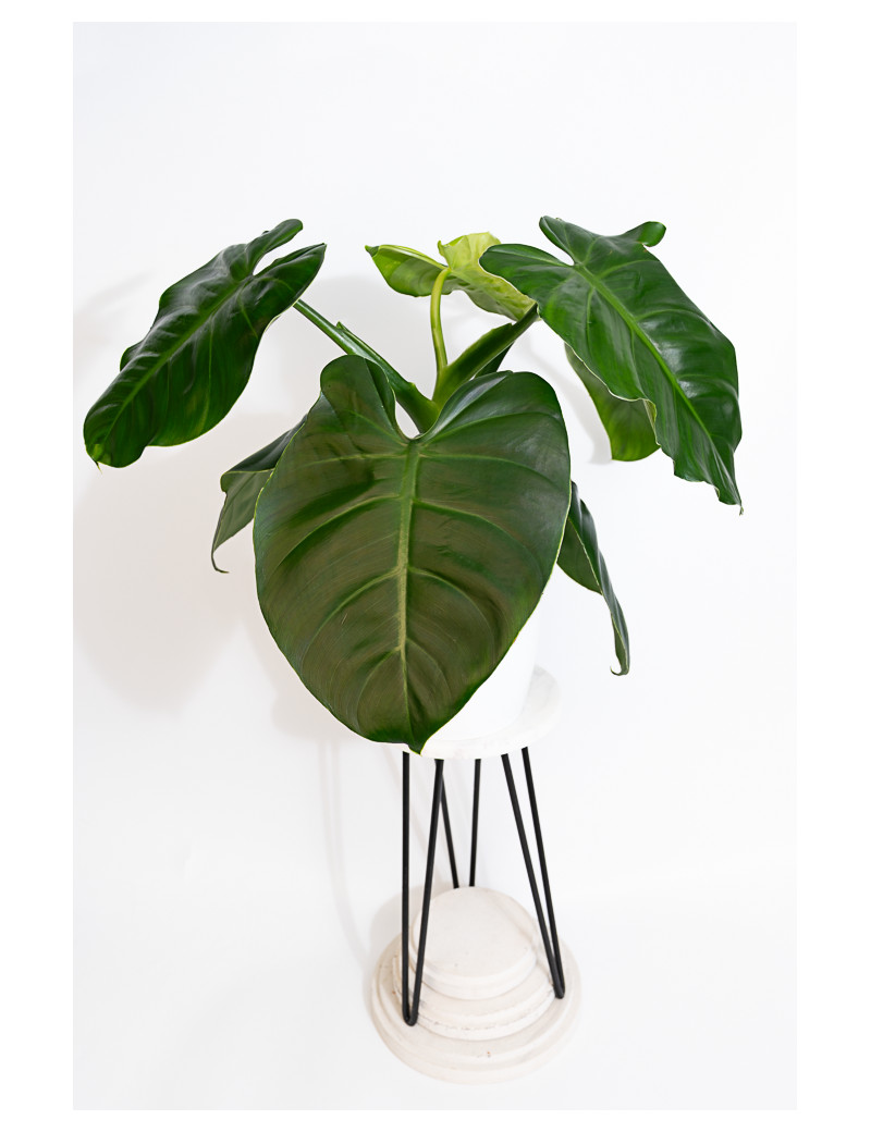 Philodendron atratum