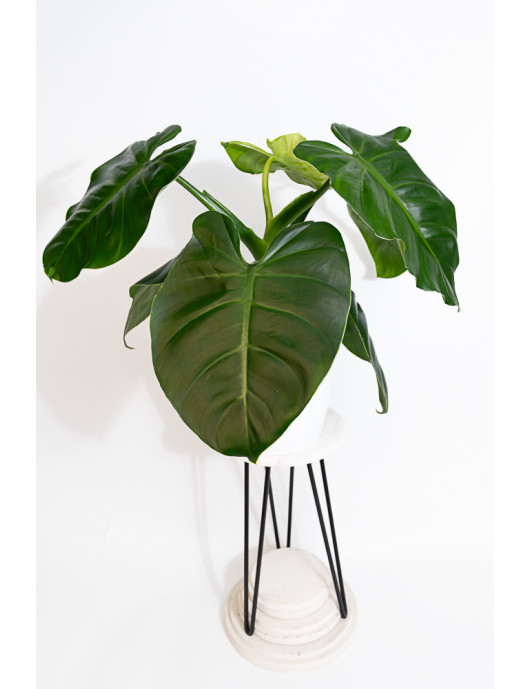 Philodendron atratum