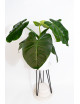 Philodendron atratum